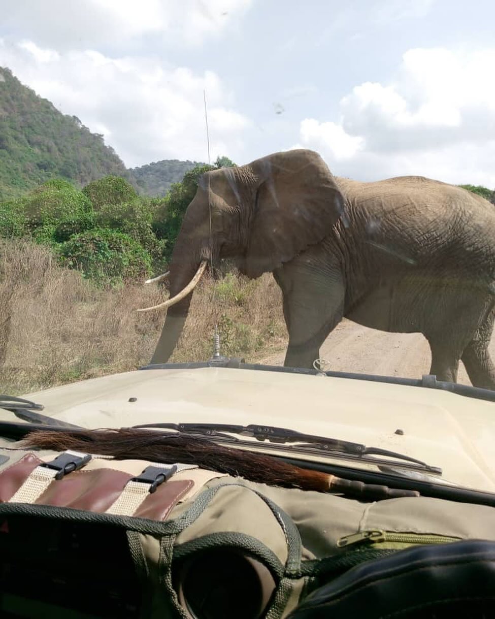 Stuck in traffic Lake Manyara! Driver Guide Jackson and guests were stopped when this gorgeous matriarch stepped out in front of them. 

#elephant #elephants #wildlife #safari #lakemanyara