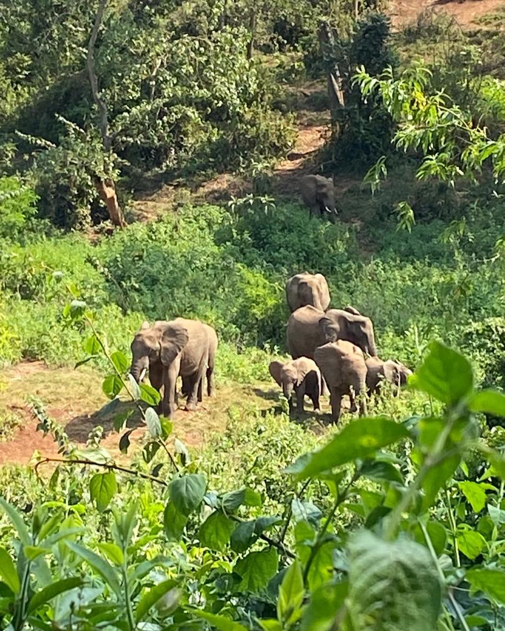 Right now! Pascal seems to be our resident elephant whisperer….. seems that whenever he takes guest to hike the elephant caves they are seeing elephants! Look at this family herd enjoying the caves this afternoon. 
#elephant #elephants #wildlife #safari #guide #hike #slowsafari #immerse #nature