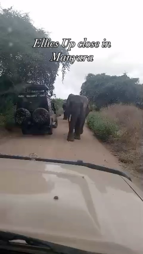 Our guide Jackson and guests, up close and personal today in Manyara National Park. Love an afternoon with Elephants. 
#elephant #elephants #safari #wildlife #naturelovers #