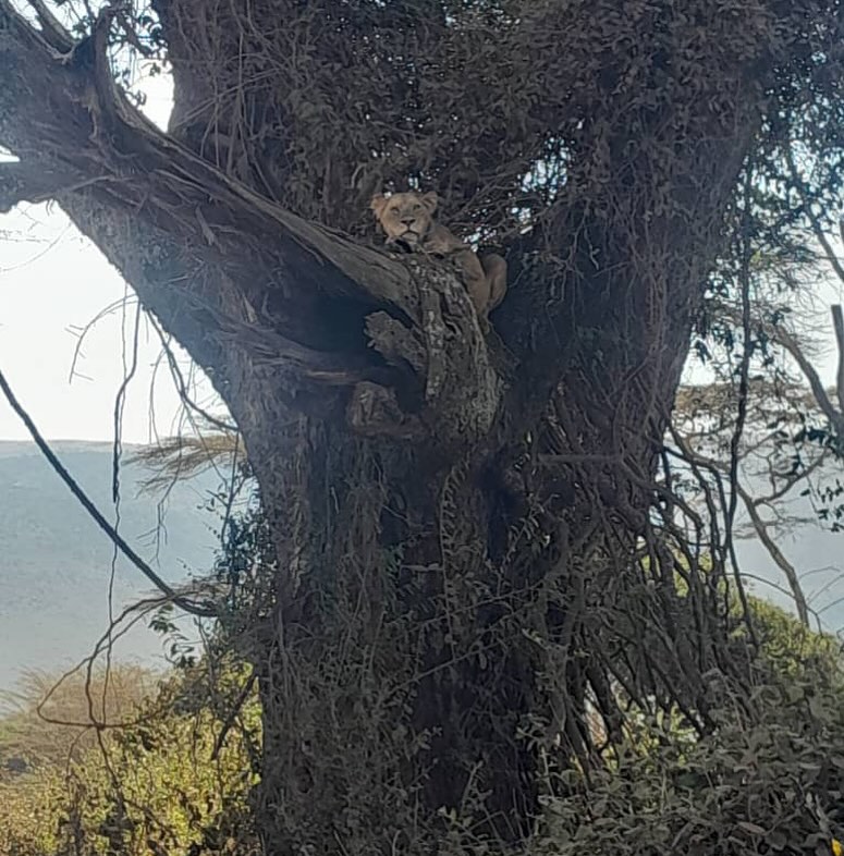 I’m a Lion but I identify as a Leopard……. Picture taken by guide Martin today in Ngorongoro Crater. Lioness in a tree with a kill. 
#safari #lion #bigfive #lioness #circleoflife #treeclimbinglions #unusual #raresighting #amazing #picoftheday #picture #nature #wildlife #ngorongoro