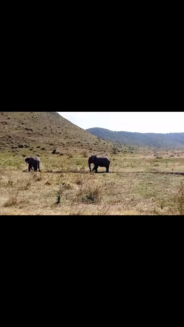 Spring is warming up and the elephants apply natures sunblock by mud bathing in Ngorongoro Crater as captured by guide Jackson whilst on Safari with our guests.
#elephant #elephants #safari #safaritanzania #wildlife #nature