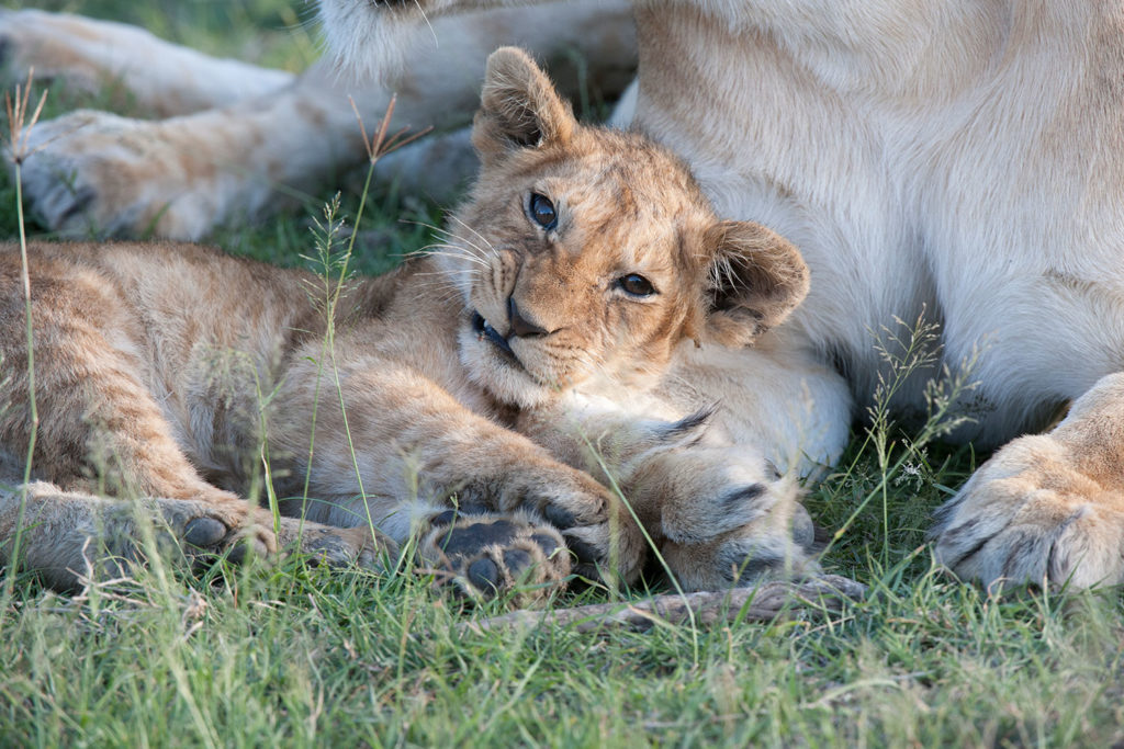 Gibb's Farm - Ngorongoro Crater Tanzania