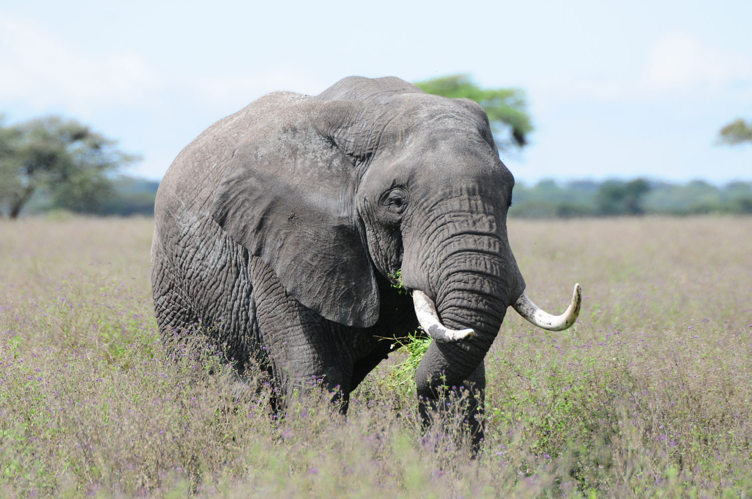 The Ngorongoro elephants - Gibb's Farm | A Sanctuary for the Senses